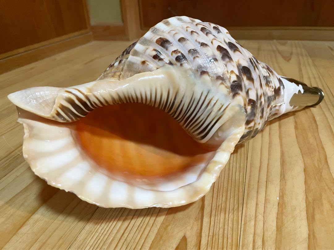 jxp 修験道法螺貝　山伏　密教　魔除け　熊よけ❣️ホラガイ　ほら貝 Amazon.co.jp: 修験道法螺貝 山伏 密教 魔除け 熊よけほら貝